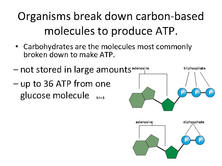 Organisms break down carbon-based molecules to produce ATP. • Carbohydrates are the molecules most