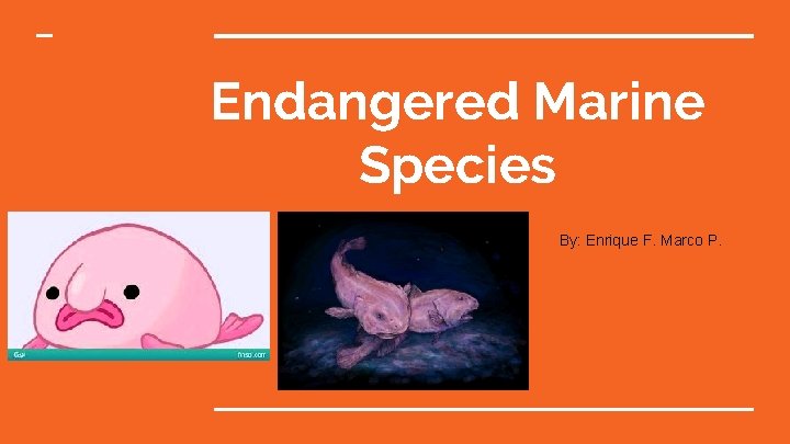 Endangered Marine Species By: Enrique F. Marco P. 