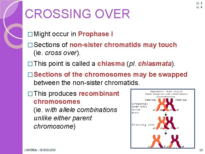 CROSSING OVER � Might U. 2 U. 4 occur in Prophase I � Sections CROSSING OVER � Might U. 2 U. 4 occur in Prophase I � Sections