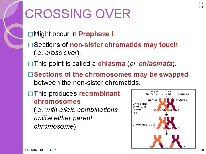 CROSSING OVER � Might U. 2 U. 4 occur in Prophase I � Sections