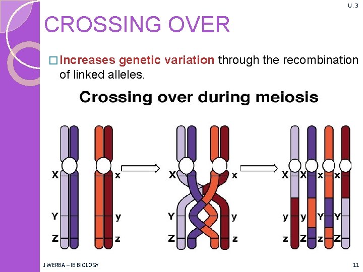 U. 3 CROSSING OVER � Increases genetic variation through the recombination of linked alleles.