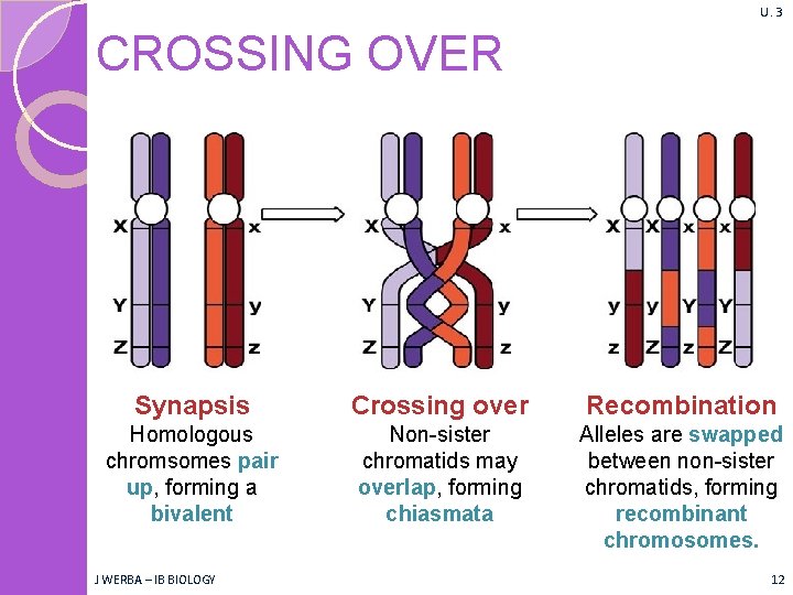 U. 3 CROSSING OVER Synapsis Crossing over Recombination Homologous chromsomes pair up, forming a