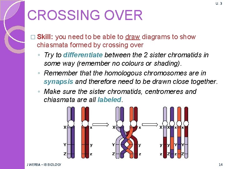 U. 3 CROSSING OVER � Skill: you need to be able to draw diagrams U. 3 CROSSING OVER � Skill: you need to be able to draw diagrams