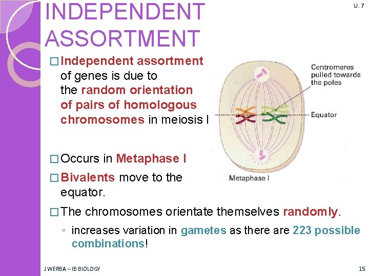 INDEPENDENT ASSORTMENT U. 7 � Independent assortment of genes is due to the random