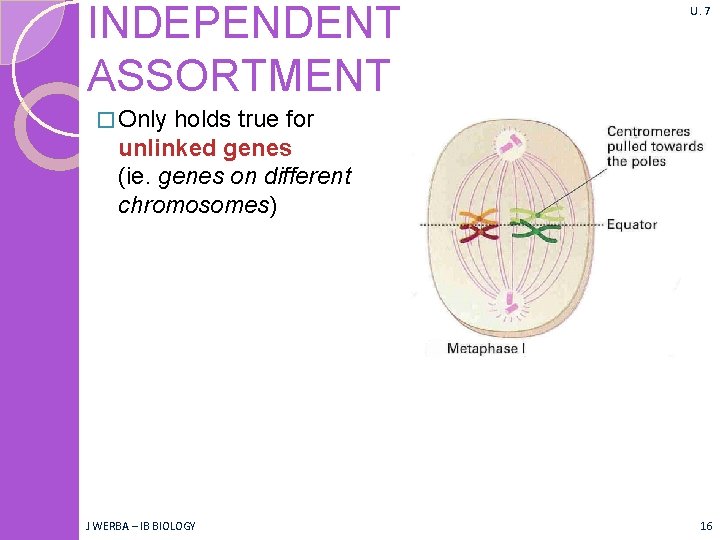 INDEPENDENT ASSORTMENT U. 7 � Only holds true for unlinked genes (ie. genes on INDEPENDENT ASSORTMENT U. 7 � Only holds true for unlinked genes (ie. genes on