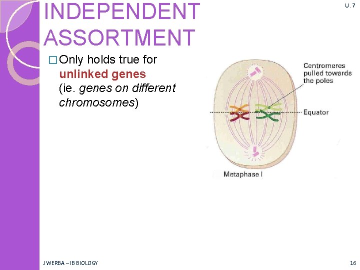 INDEPENDENT ASSORTMENT U. 7 � Only holds true for unlinked genes (ie. genes on