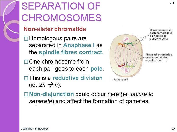 SEPARATION OF CHROMOSOMES U. 5 Non-sister chromatids � Homologous pairs are separated in Anaphase SEPARATION OF CHROMOSOMES U. 5 Non-sister chromatids � Homologous pairs are separated in Anaphase