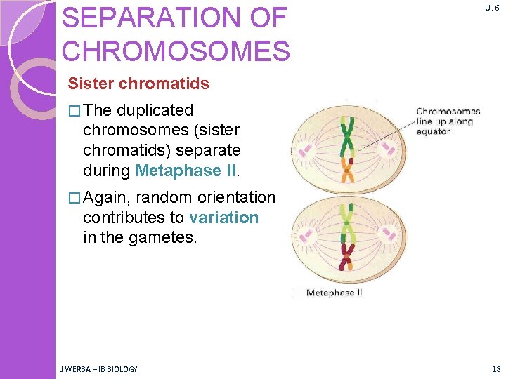 SEPARATION OF CHROMOSOMES U. 6 Sister chromatids � The duplicated chromosomes (sister chromatids) separate SEPARATION OF CHROMOSOMES U. 6 Sister chromatids � The duplicated chromosomes (sister chromatids) separate