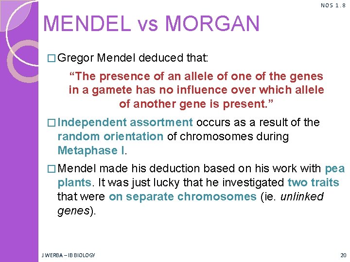 NOS 1. 8 MENDEL vs MORGAN � Gregor Mendel deduced that: “The presence of NOS 1. 8 MENDEL vs MORGAN � Gregor Mendel deduced that: “The presence of