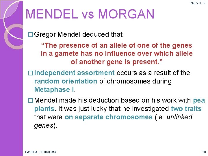 NOS 1. 8 MENDEL vs MORGAN � Gregor Mendel deduced that: “The presence of