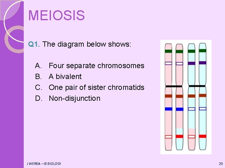 MEIOSIS Q 1. The diagram below shows: A. B. C. D. Four separate chromosomes
