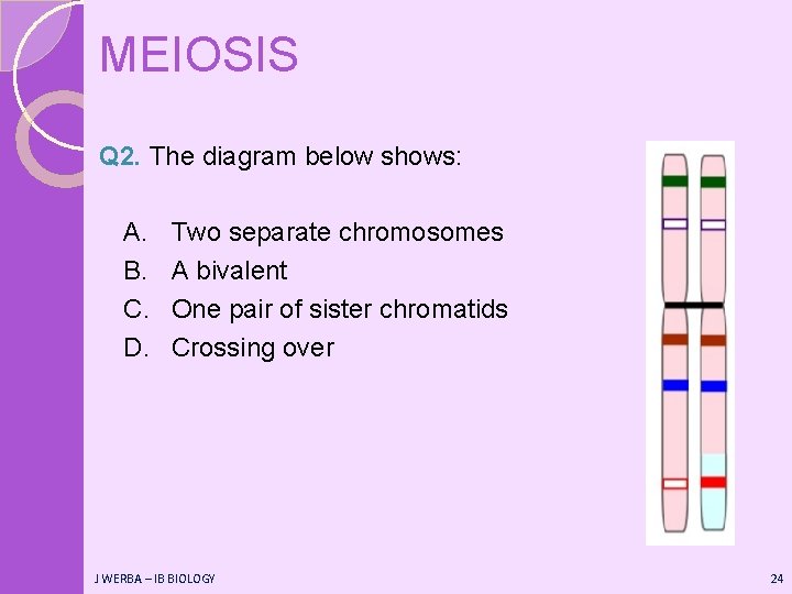 MEIOSIS Q 2. The diagram below shows: A. B. C. D. Two separate chromosomes MEIOSIS Q 2. The diagram below shows: A. B. C. D. Two separate chromosomes