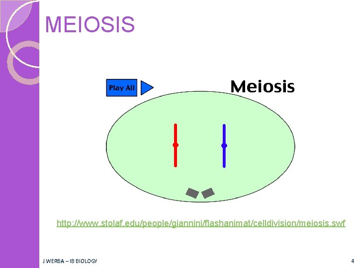 MEIOSIS http: //www. stolaf. edu/people/giannini/flashanimat/celldivision/meiosis. swf J WERBA – IB BIOLOGY 4 MEIOSIS http: //www. stolaf. edu/people/giannini/flashanimat/celldivision/meiosis. swf J WERBA – IB BIOLOGY 4