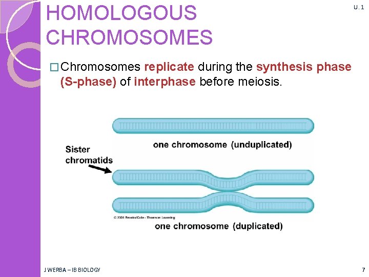 HOMOLOGOUS CHROMOSOMES U. 1 � Chromosomes replicate during the synthesis phase (S-phase) of interphase