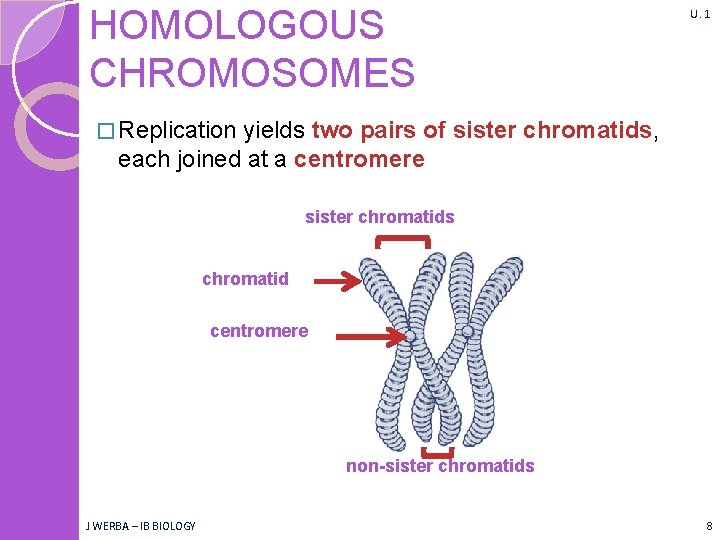 HOMOLOGOUS CHROMOSOMES U. 1 � Replication yields two pairs of sister chromatids, each joined