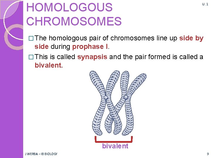 HOMOLOGOUS CHROMOSOMES U. 1 � The homologous pair of chromosomes line up side by
