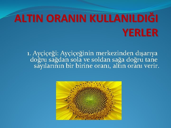 ALTIN ORANIN KULLANILDIĞI YERLER 1. Ayçiçeği: Ayçiçeğinin merkezinden dışarıya doğru sağdan sola ve soldan