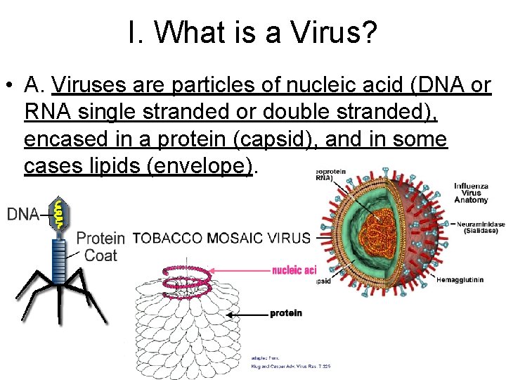 I. What is a Virus? • A. Viruses are particles of nucleic acid (DNA