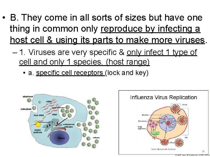  • B. They come in all sorts of sizes but have one thing