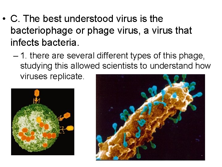  • C. The best understood virus is the bacteriophage or phage virus, a