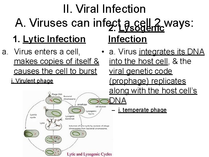 II. Viral Infection A. Viruses can infect a cell 2 ways: 2. Lysogenic 1.