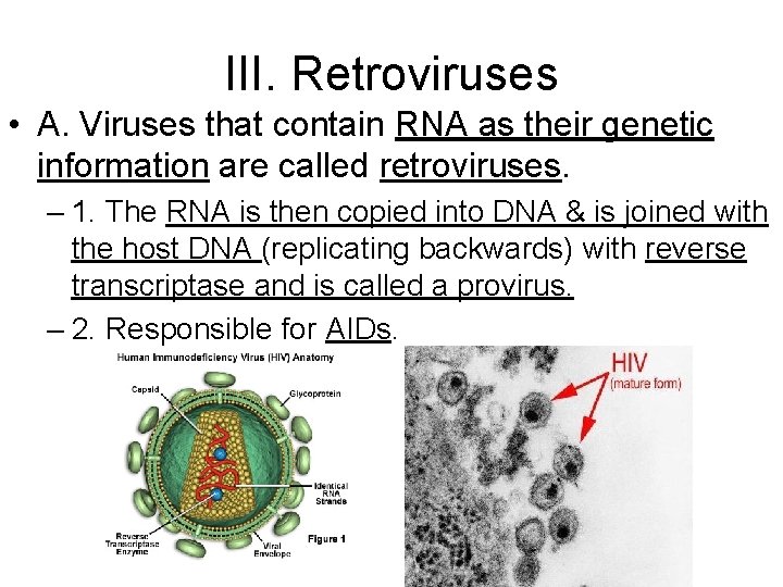 III. Retroviruses • A. Viruses that contain RNA as their genetic information are called