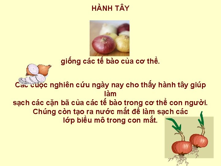 HÀNH T Y giống các tế bào của cơ thể. Các cuộc nghiên cứu