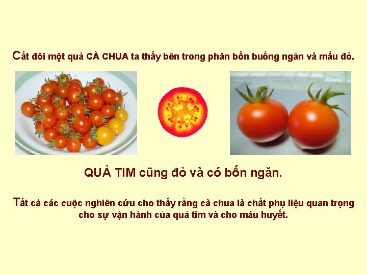 Cắt đôi một quả CÀ CHUA ta thấy bên trong phân bốn buồng ngăn