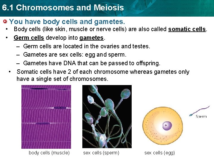 6. 1 Chromosomes and Meiosis You have body cells and gametes. • Body cells