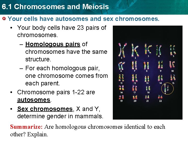 6. 1 Chromosomes and Meiosis Your cells have autosomes and sex chromosomes. • Your