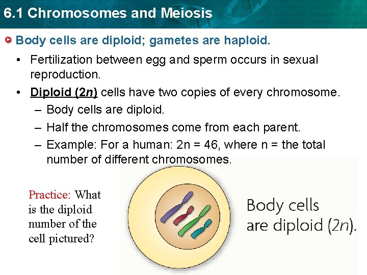 6. 1 Chromosomes and Meiosis Body cells are diploid; gametes are haploid. • Fertilization