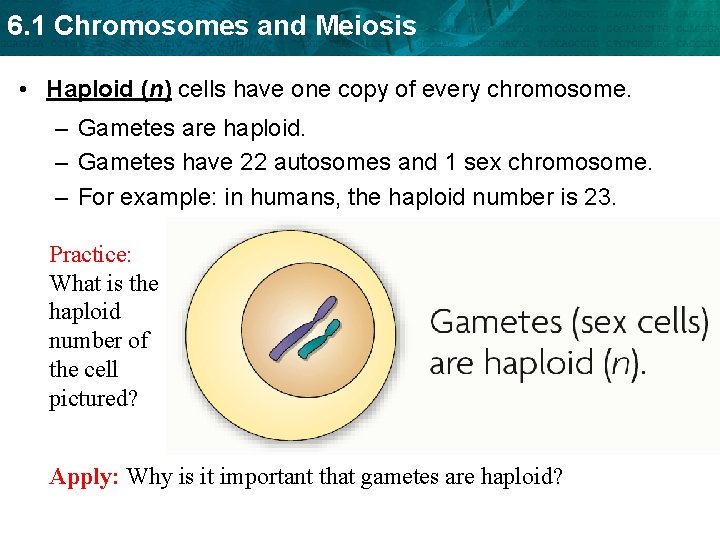 6. 1 Chromosomes and Meiosis • Haploid (n) cells have one copy of every