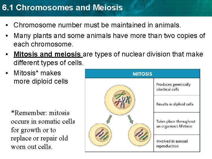 6. 1 Chromosomes and Meiosis • Chromosome number must be maintained in animals. •