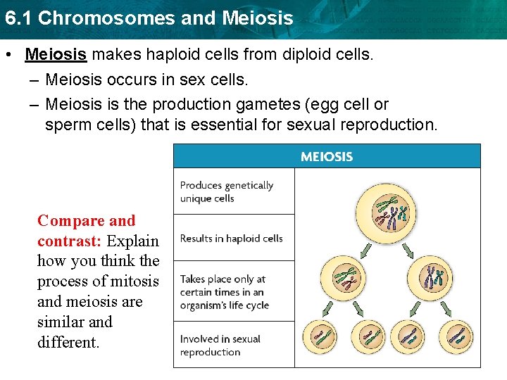 6. 1 Chromosomes and Meiosis • Meiosis makes haploid cells from diploid cells. –