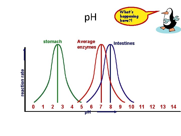 What’s happening here? ! p. H Average enzymes Intestines reaction rate stomach 0 1