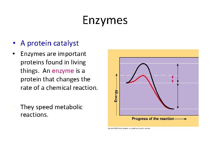 Enzymes • A protein catalyst • Enzymes are important proteins found in living things.