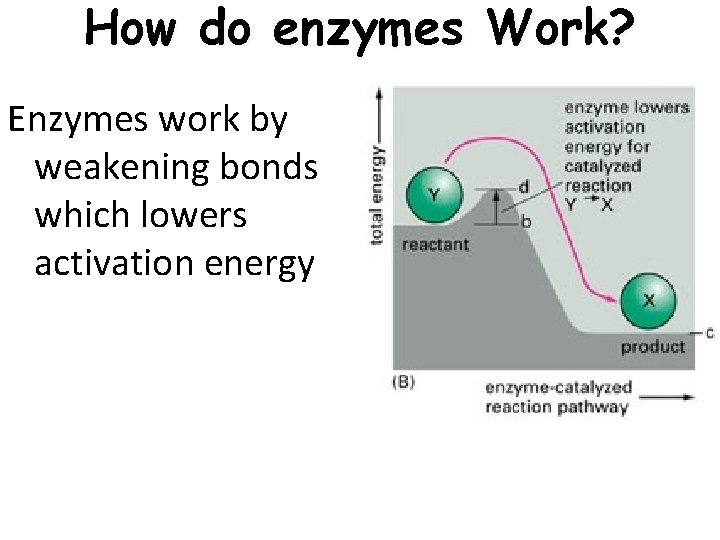 How do enzymes Work? Enzymes work by weakening bonds which lowers activation energy 4