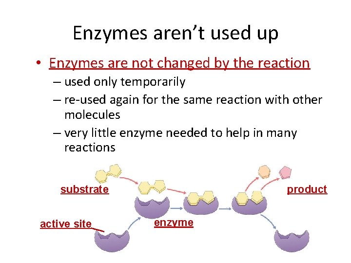 Enzymes aren’t used up • Enzymes are not changed by the reaction – used