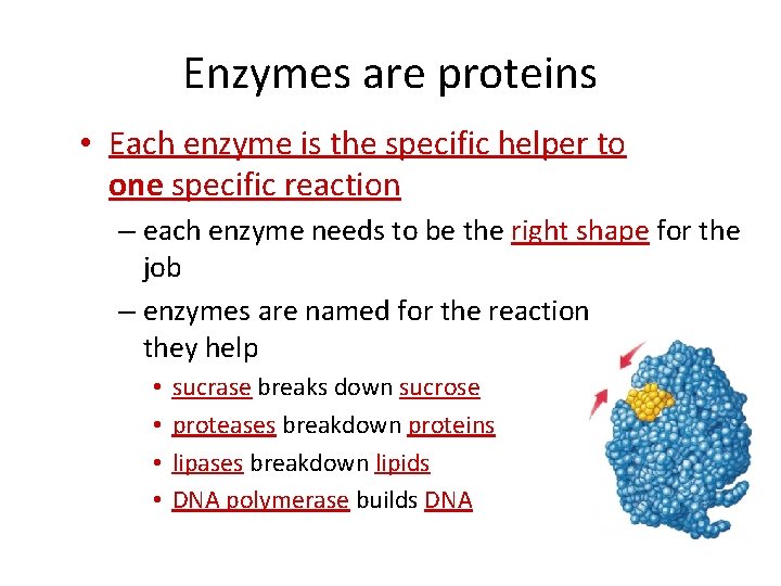 Enzymes are proteins • Each enzyme is the specific helper to one specific reaction