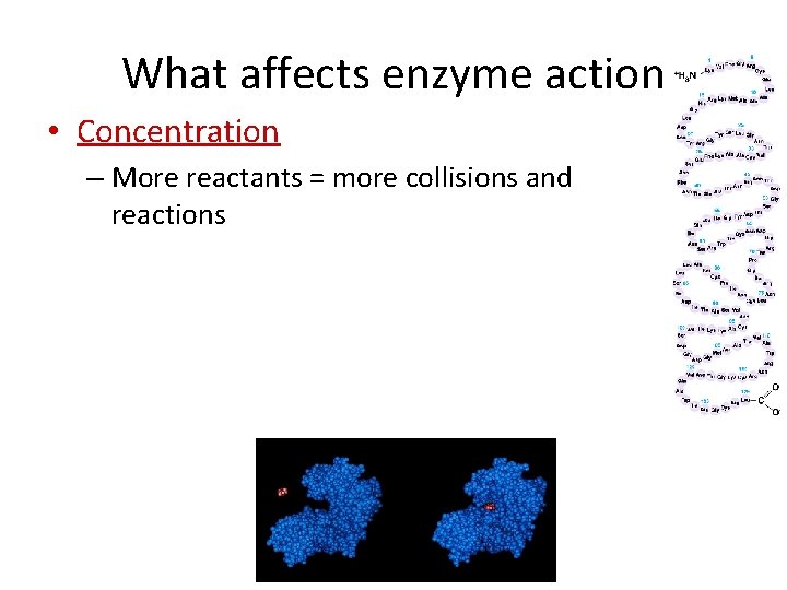 What affects enzyme action • Concentration – More reactants = more collisions and reactions