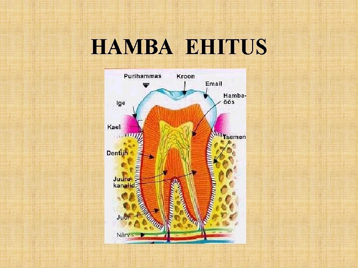 HAMBA EHITUS 