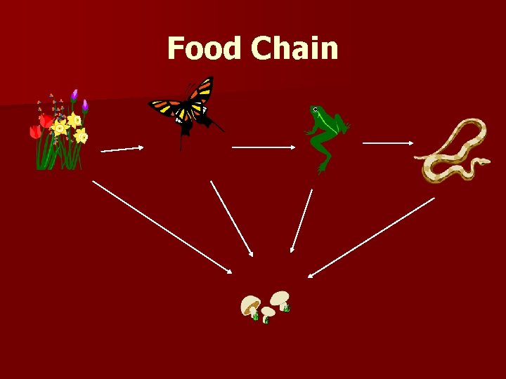 Food Chain 