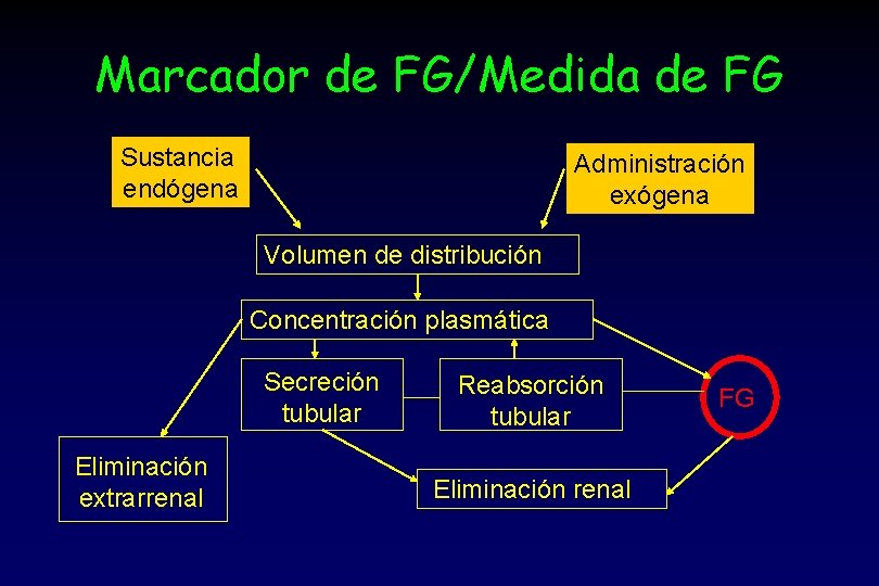 Marcador de FG/Medida de FG Sustancia endógena Administración exógena Volumen de distribución Concentración plasmática