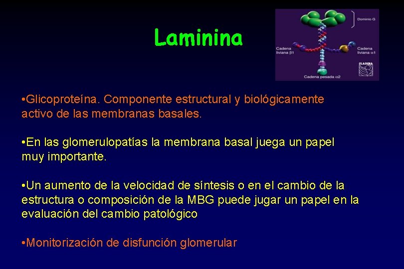 Laminina • Glicoproteína. Componente estructural y biológicamente activo de las membranas basales. • En