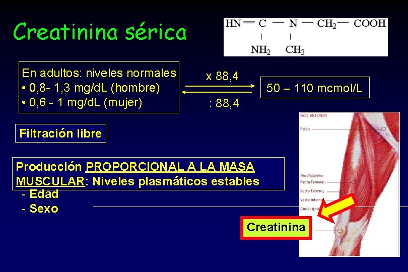 Creatinina sérica En adultos: niveles normales • 0, 8 - 1, 3 mg/d. L
