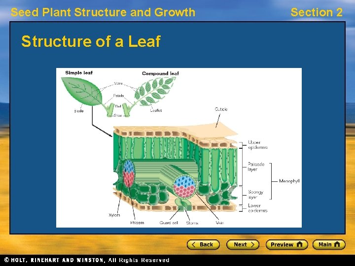 Seed Plant Structure and Growth Structure of a Leaf Section 2 