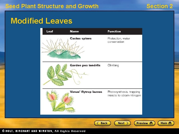 Seed Plant Structure and Growth Modified Leaves Section 2 