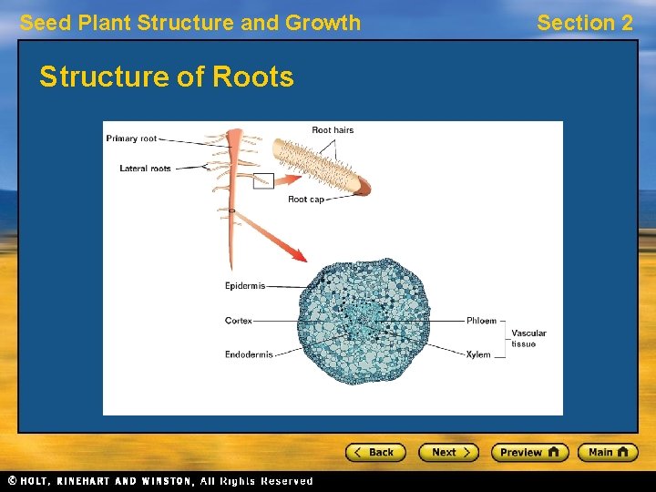 Seed Plant Structure and Growth Structure of Roots Section 2 