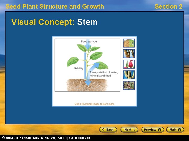 Seed Plant Structure and Growth Visual Concept: Stem Section 2 