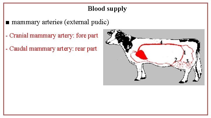 Blood supply ■ mammary arteries (external pudic) - Cranial mammary artery: fore part -